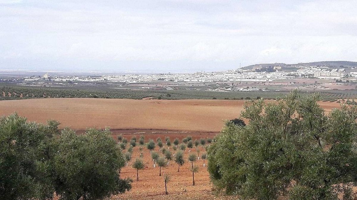 Parte del cazadero de Osuna, donde se celebra la final del LI Campeonato de España de caza menor con perro.-L. FUENTE