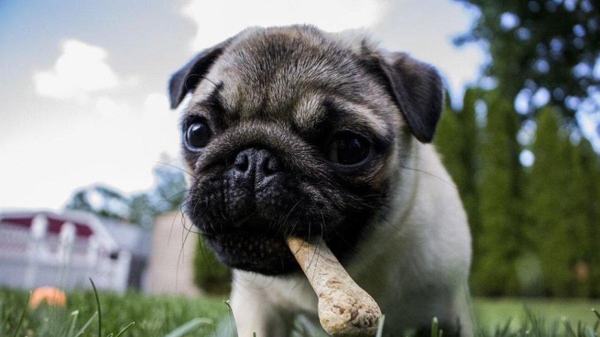 perro