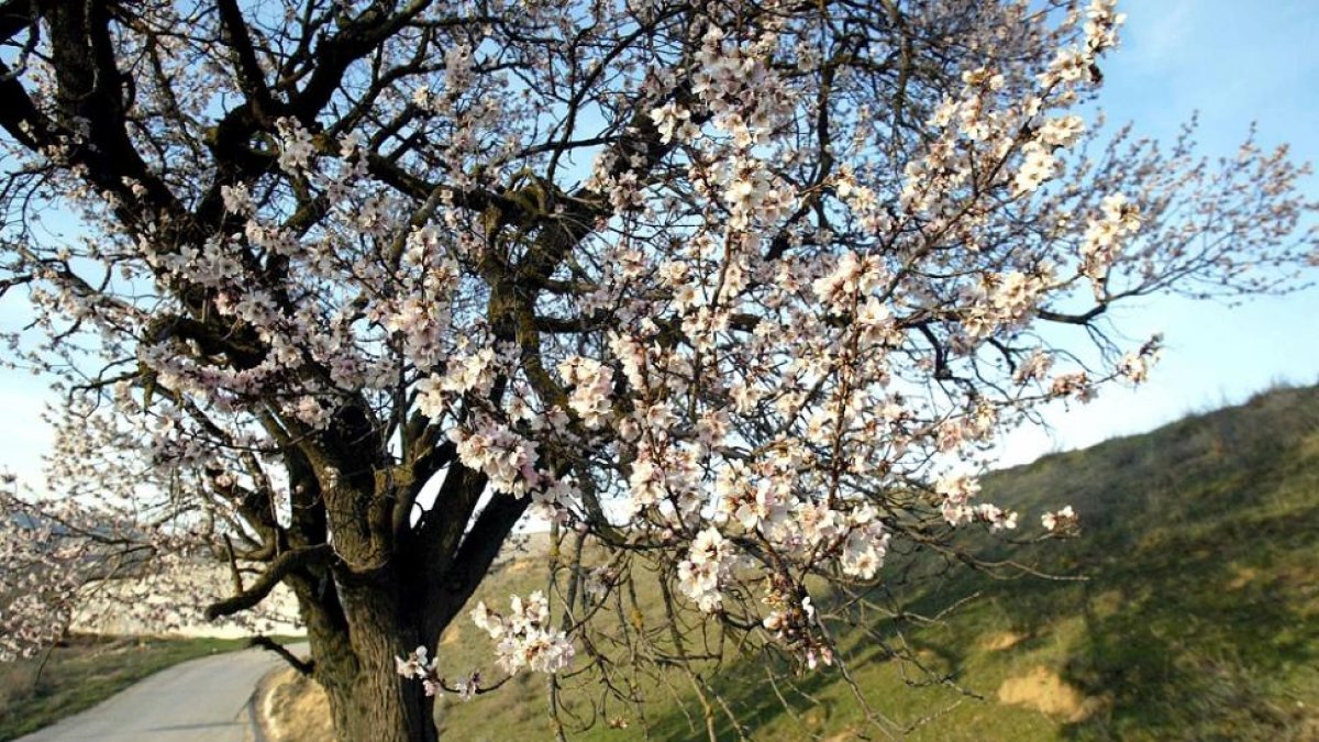 Soria concentró la mitad de la producción de almendra de Castilla y León en el año 2016.-HDS