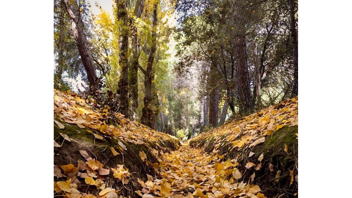 Castilla y León ofrece rutas y planes para disfrutar del espectáculo de la naturaleza en esta época del año. -E.M.