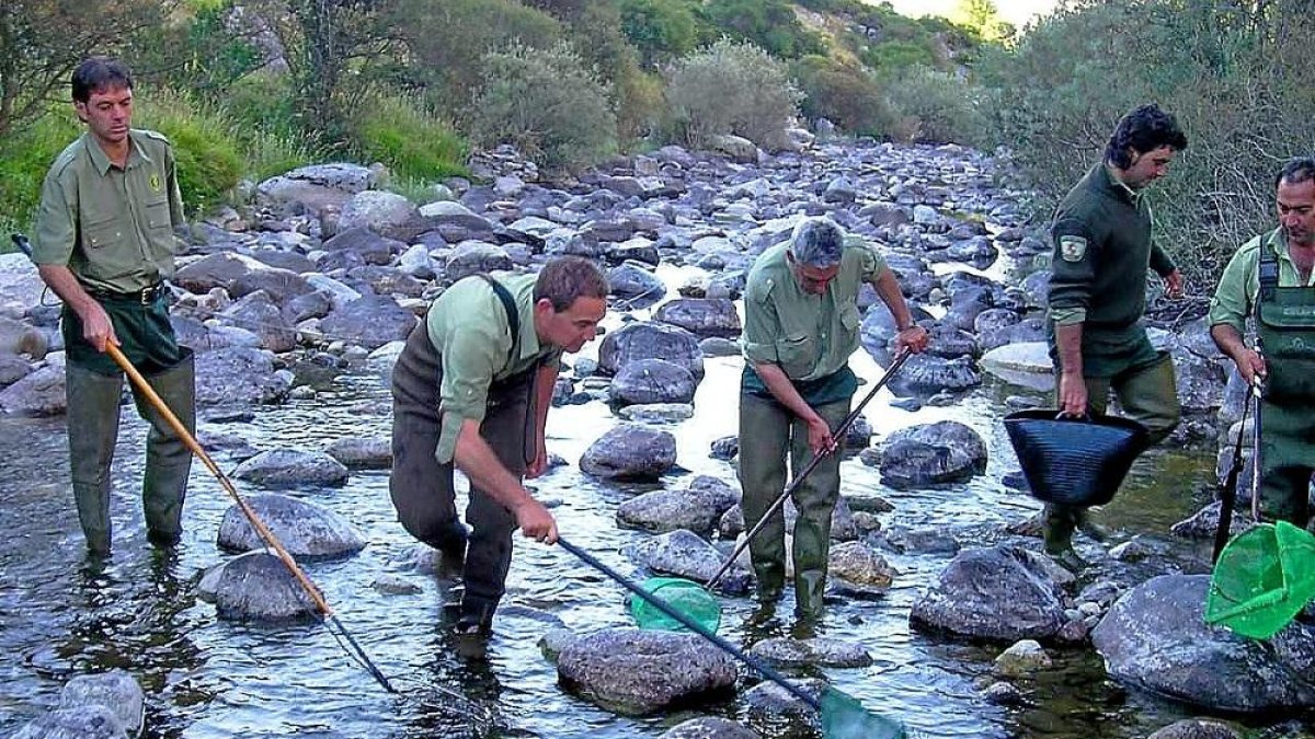 Agentes medioambientales realizando una jornada de pesca eléctrica en un río regional.-LEONARDO DE LA FUENTE