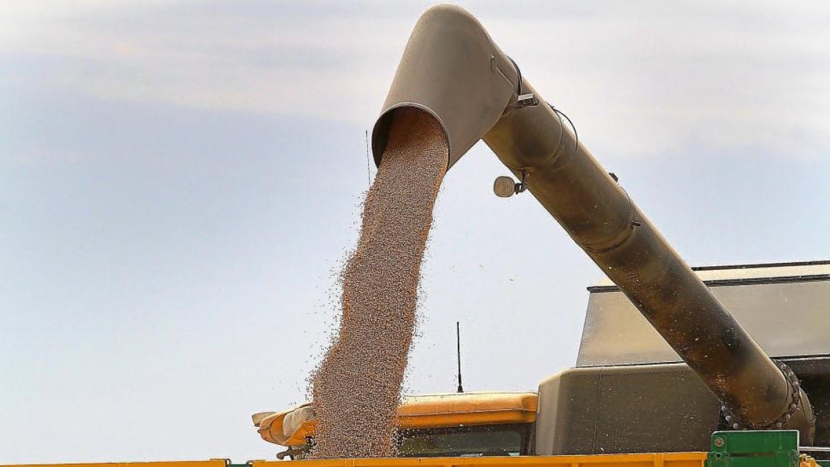 Labores de descarga de grano en plena cosecha de leguminosas en el Cerrato palentino.-BRÁGIMO