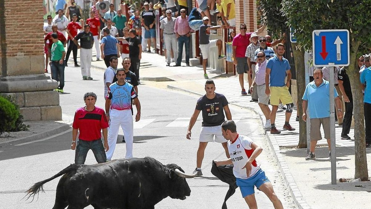 Un mozo cita al toro en uno de los tradicionales encierros de las Fiestas de los Novillos de La Seca.-J. M. LOSTAU
