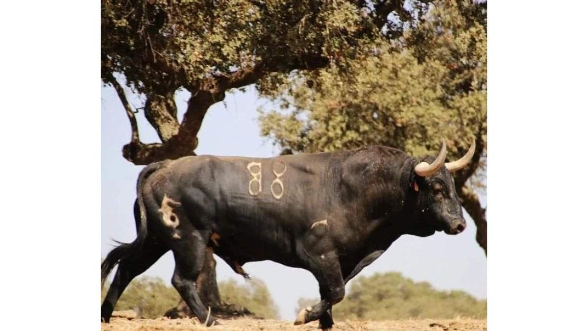 El toro 'Manjar', presa en el torneo del Toro de la Vega.