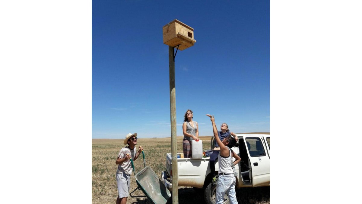 Los voluntarios levantan uno de los nidos para rapaces.-ICAL
