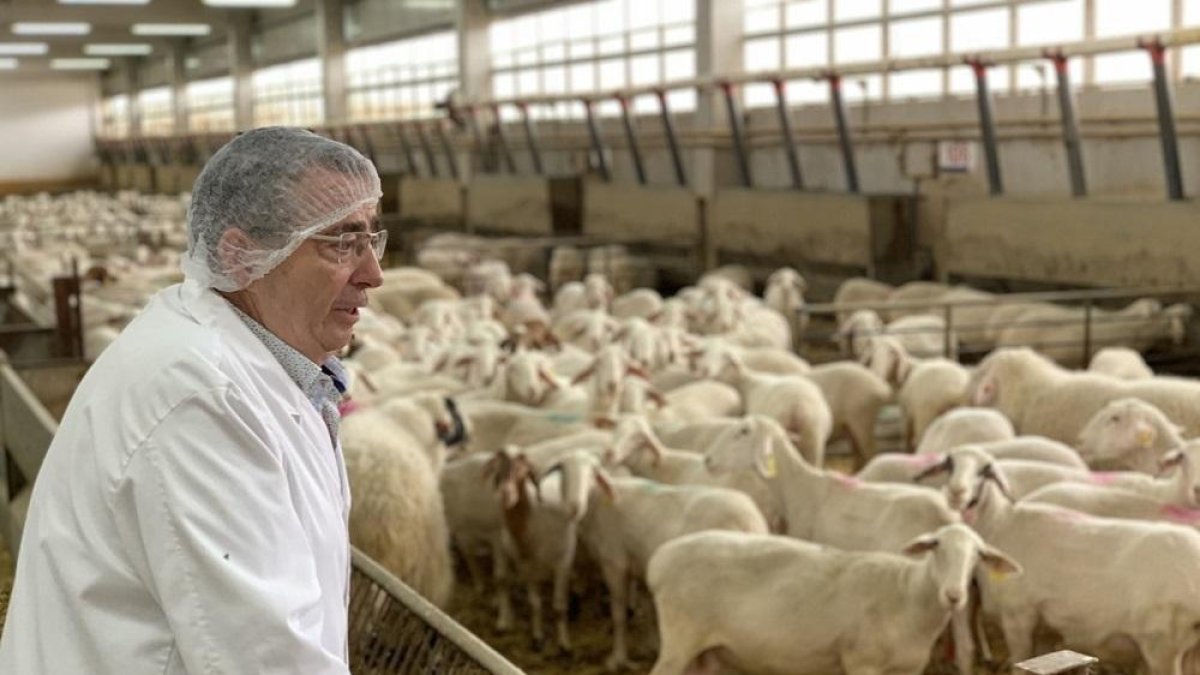 En la imagen, José Luis Moralejo observa las ovejas de raza assaf que cuidan con una alimentación en seco.-H.M.P