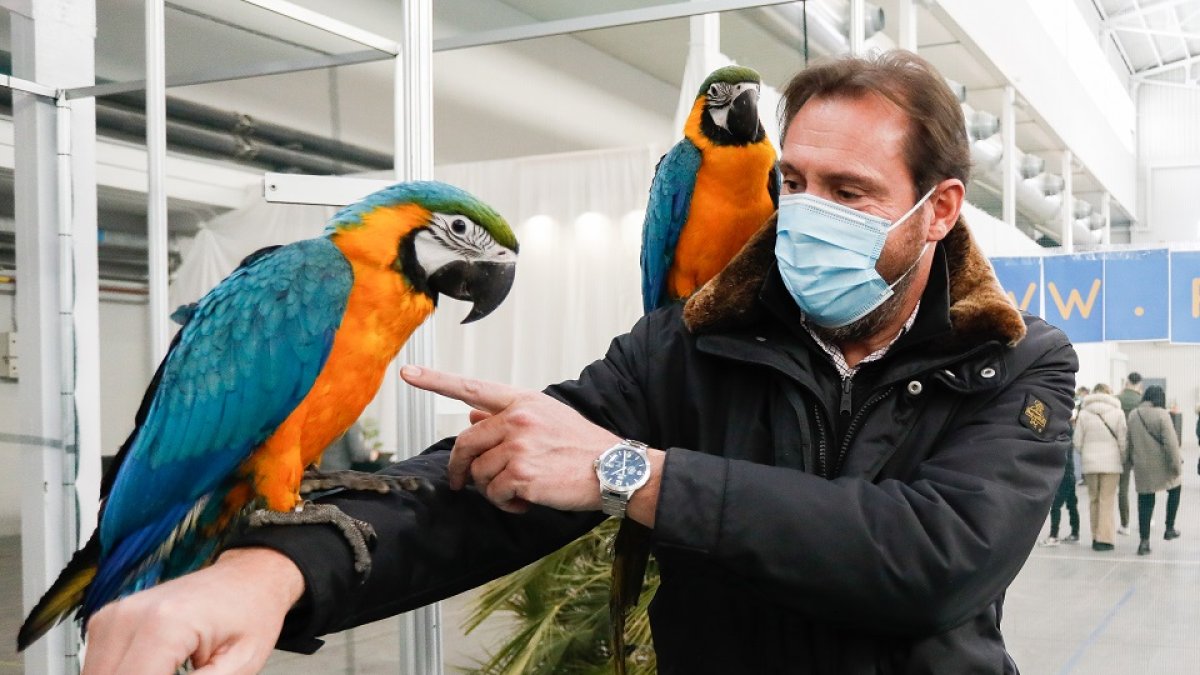 Valladolid acoge la feria centrada en los animales de compañía, Fimascota, el primer fin de semana de abril. El evento incluye concursos caninos en los que los perros compiten por categorías, además de expositores con gatos, reptiles, roedores y aves de todos los tipos imaginables. 