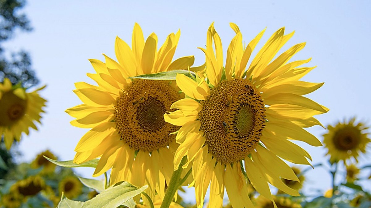 PAC-GIRASOL