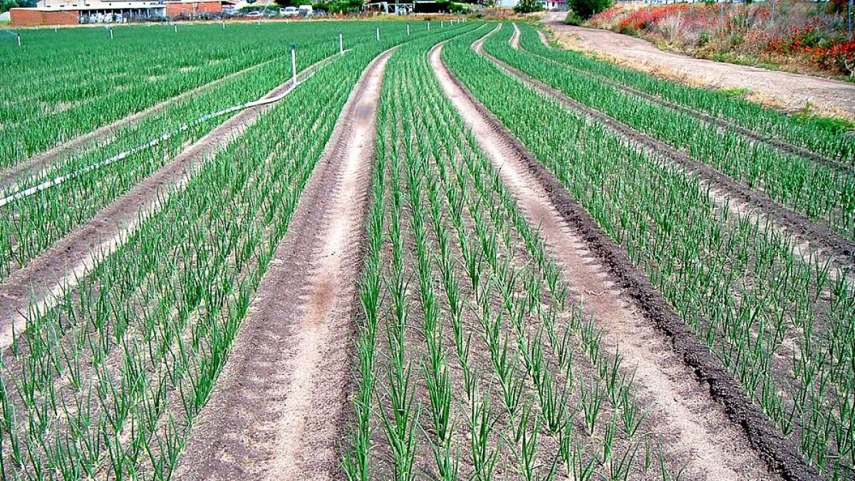 Plantación de cebollas en su estado vegetativo más vistoso, en una de las explotaciones de la Sociedad Agraria de Transformación Hormoba, con sede en la localidad abulense de Nava de Arévalo.-HORMOBA