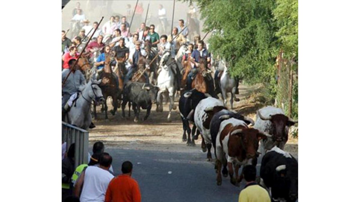 Los seis toros recorren las calles de Medina del Campo acompañados de los caballistas en el primer encierro.-E.M.
