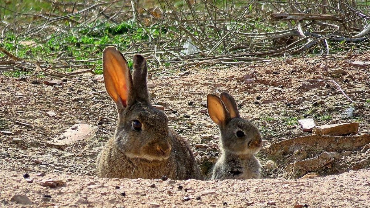 Un conejo y su cría junto a una explotación agrícola.