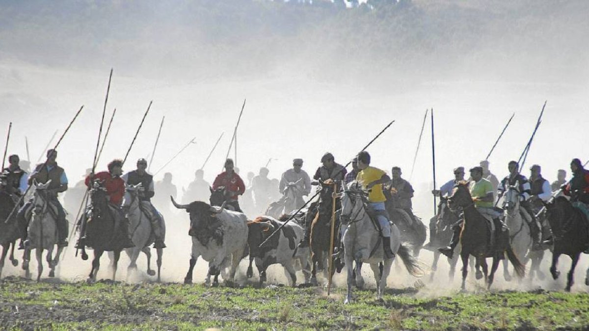 Varios caballistas custodian a los toros por el encierro de campo.-El Mundo