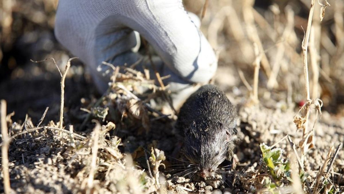 Ejemplar de topillo en los campos de La Moraña, en Ávila-ICAL