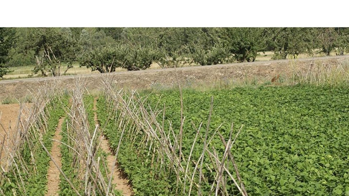 Vista de la zona de huertos de la Vega del Ucero, en la zona de El Burgo de Osma.-CEDIDA