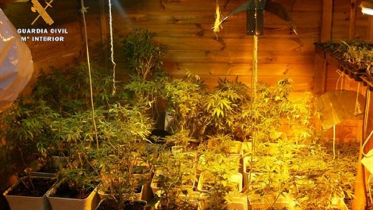 Plantación de marihuana intervenida por la Guardia Civil.-GUARDIA CIVIL / EUROPA PRESS
