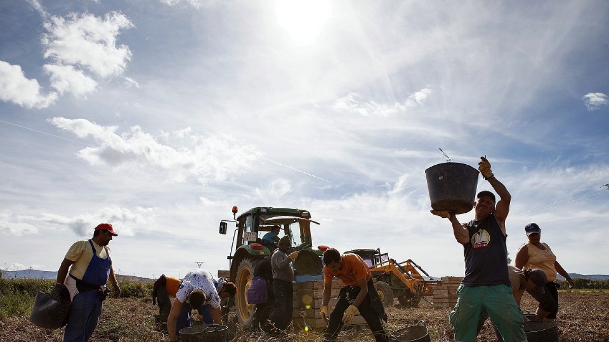 Un equipo de temporeros recoge patatas en una finca de la localidad soriana de Añavieja. / concha ortega / ical