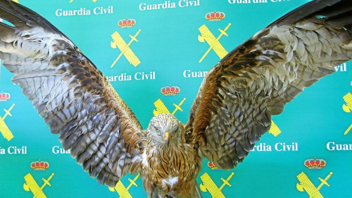 Milano Real hembra disecada que fue intervenida al comerciante.-E. M.