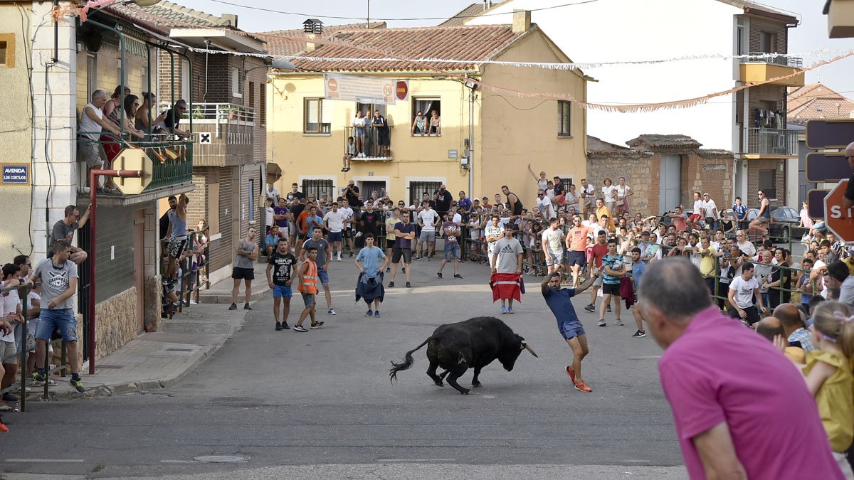 El encierro de novillos en Cigales causó momentos de emoción entre el público. E. M.