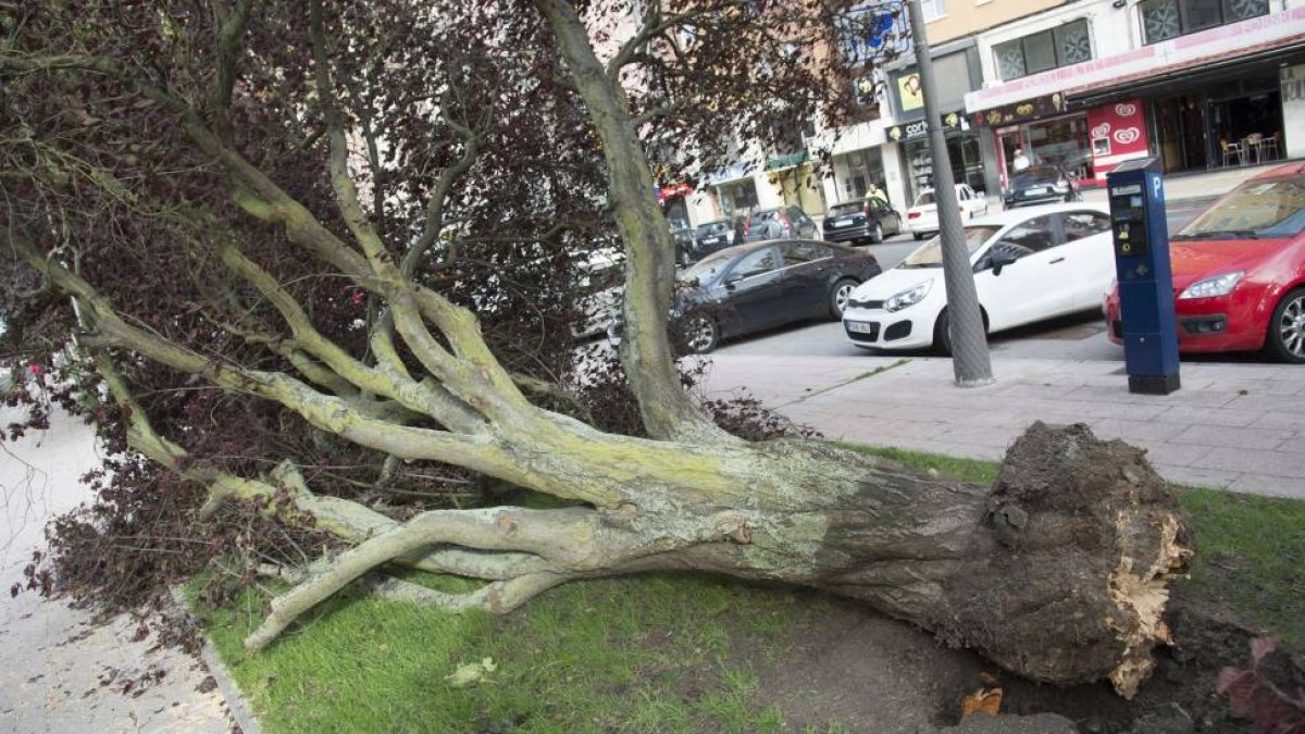 Arboles caídos en Burgos a causa del fuerte viento.-ICAL