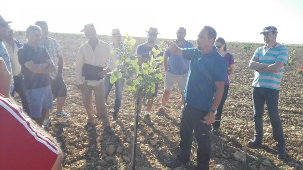 Julián Guerrero, asesor agrícola, imparte un curso de poda en verde organizado por Aspropicyl en Valladolid.-ASPROPICYL