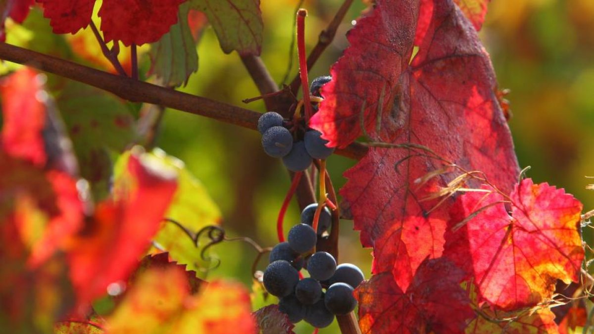 Viñedos en otoño en el Bierzo-Ical