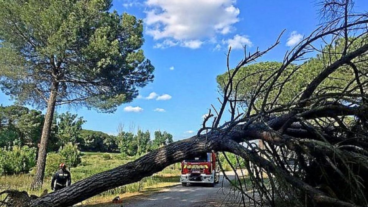 Un bombero junto al pino que se derrumbó ayer en el pinar.-E. M.