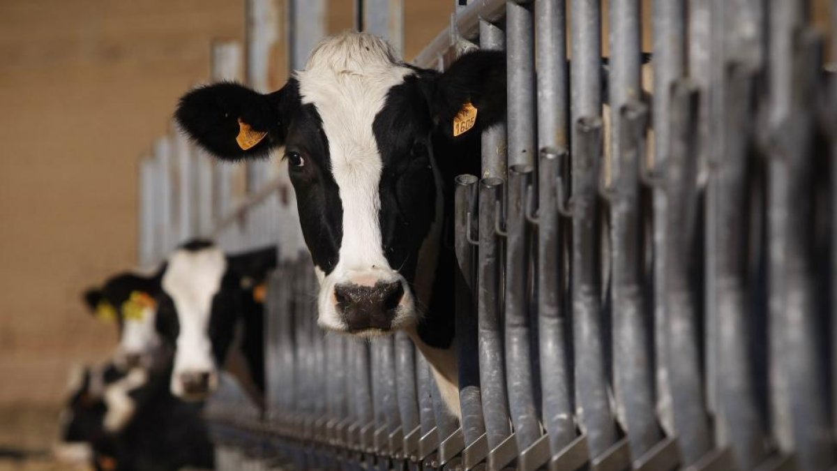 Animales en una granja de vacuno de leche de Salamanca.-ENRIQUE CARRASCAL