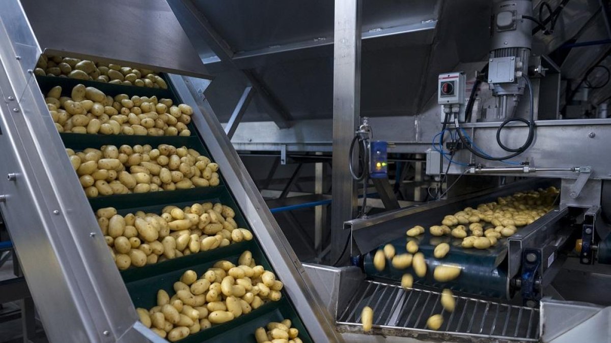 Patatas de la empresa Agroinnova durante el proceso de manipulación.-GOYO CONDE.