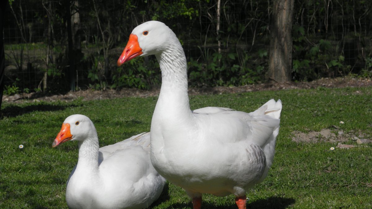 Una imagen de archivo de ocas. PIQSELS