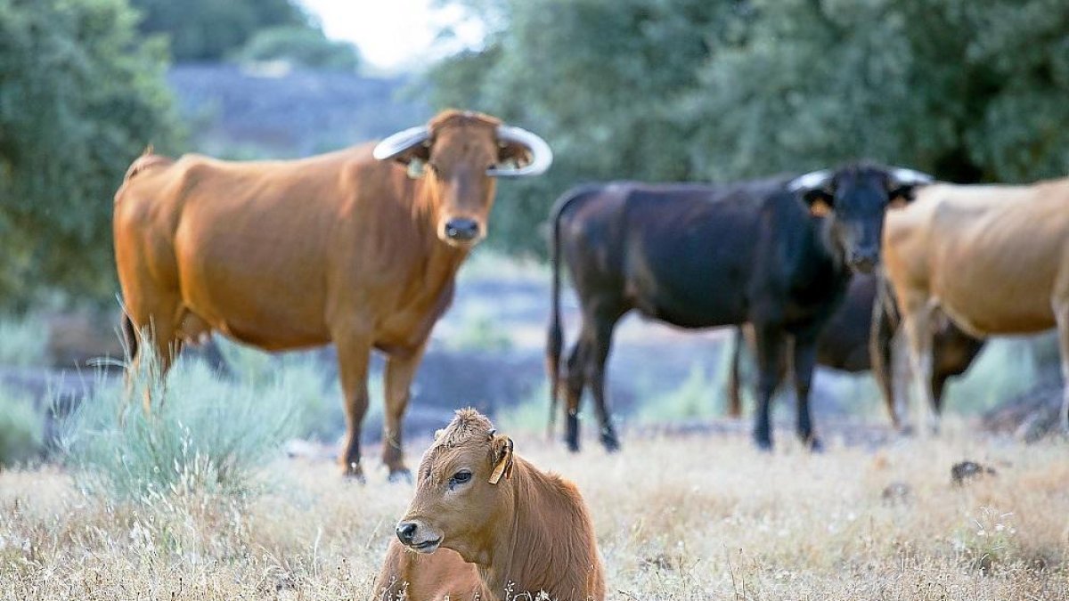 Cabezas de vacuno de una finca ubicada en Salamanca.-ICAL