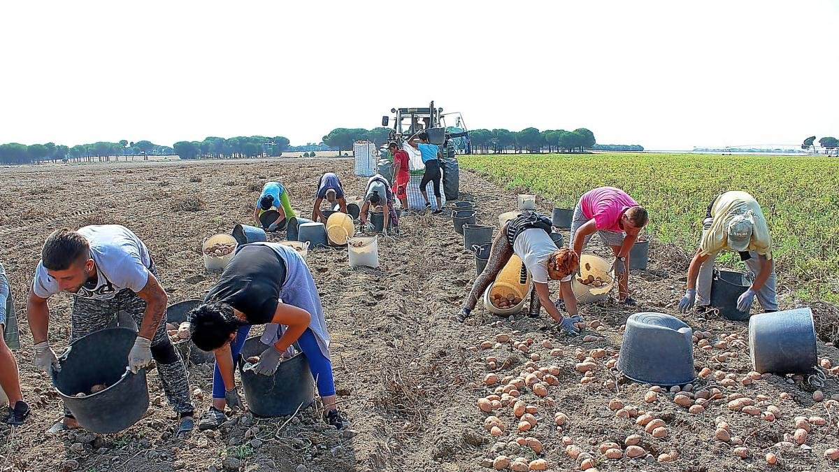 Un grupo de trabajadores en plena campaña de arranque de patata en una parcela de Fuente el Sol (Valladolid).-M.C.