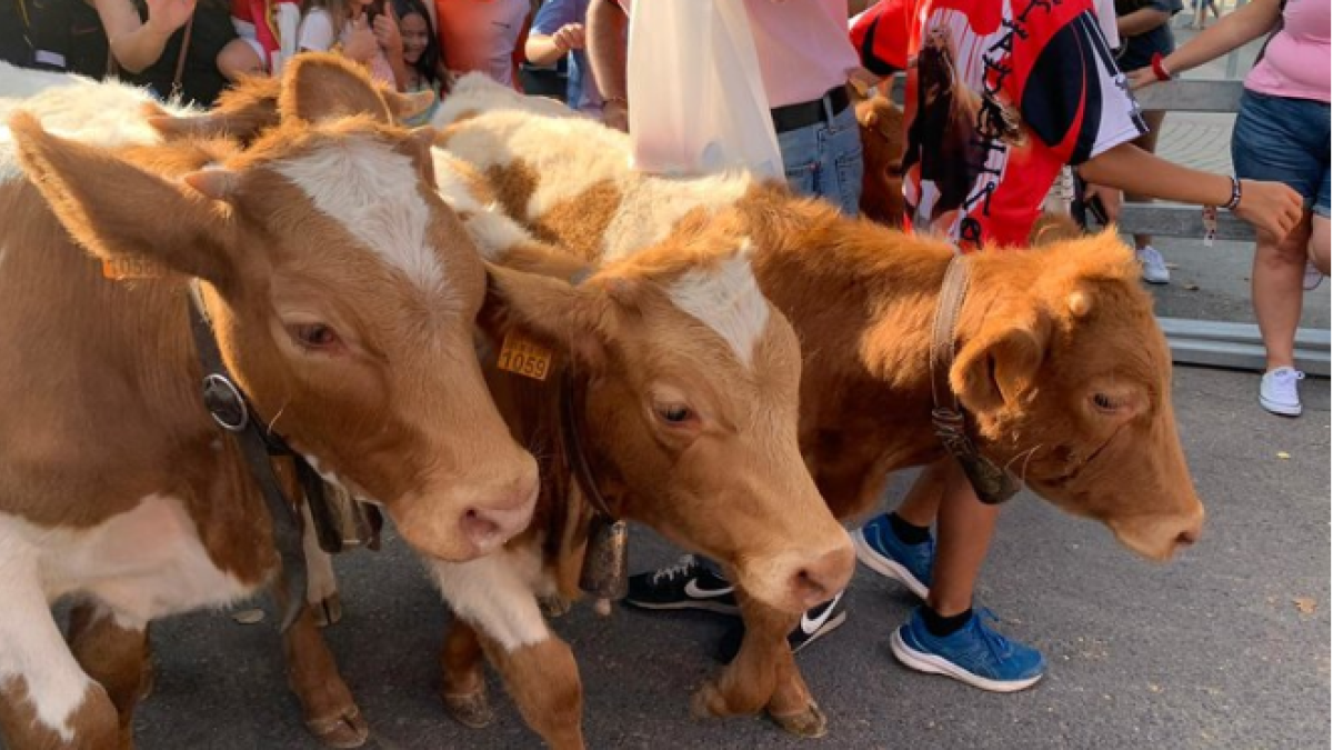 Encierros infantiles de Medina del Campo.- E.M: