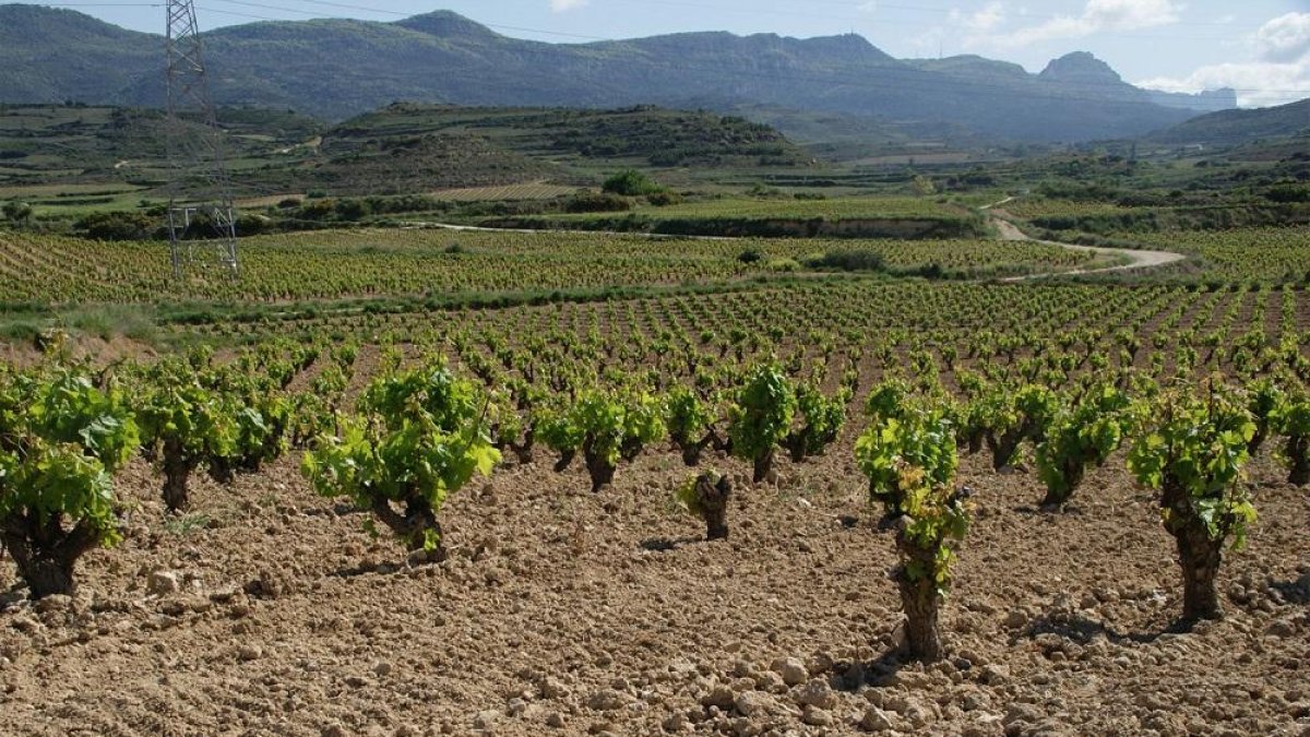 Viñedos de Carlos Moro en la Rioja.-E. M.