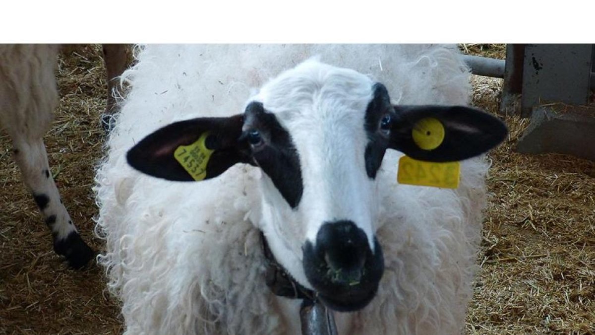 Uno de los animales en la exposición de ganado de la Feria de Anche de 2015.-E. M.