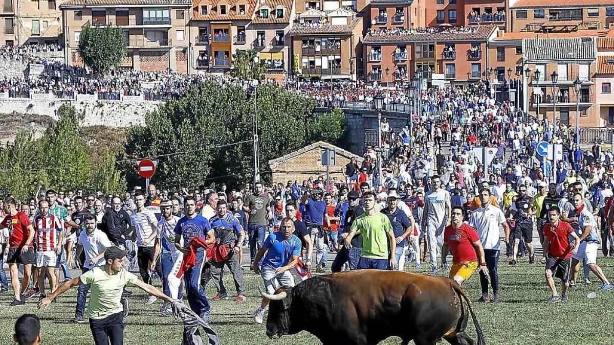 Un mozo cita a ‘Príncipe’, Toro de la Vega del año pasado, sobre la hierba de la rotonda del puente.