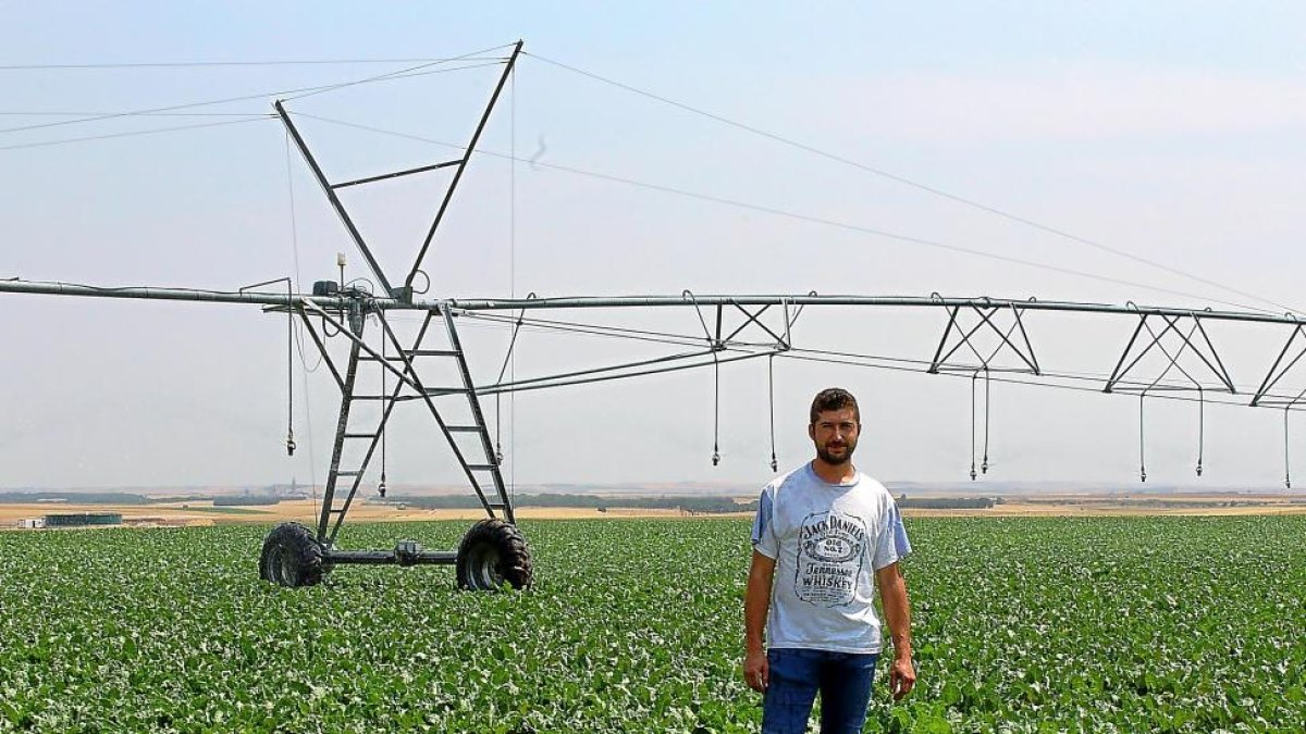 Javier Medrano, agricultor vallisoletano, en un campo de remolacha dentro de la finca de Alaejos en la que está instalado el demostrador del proyecto Maslowaten.-M.C.