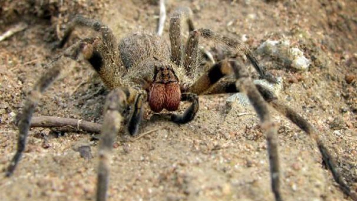 Araña errante del brasil o araña banano.-Foto:  TECHUSER