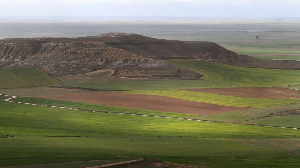 Campo de cereal de invierno en las inmediaciones de la capital palentina en pleno verdor primavera.-BRÁGIMO