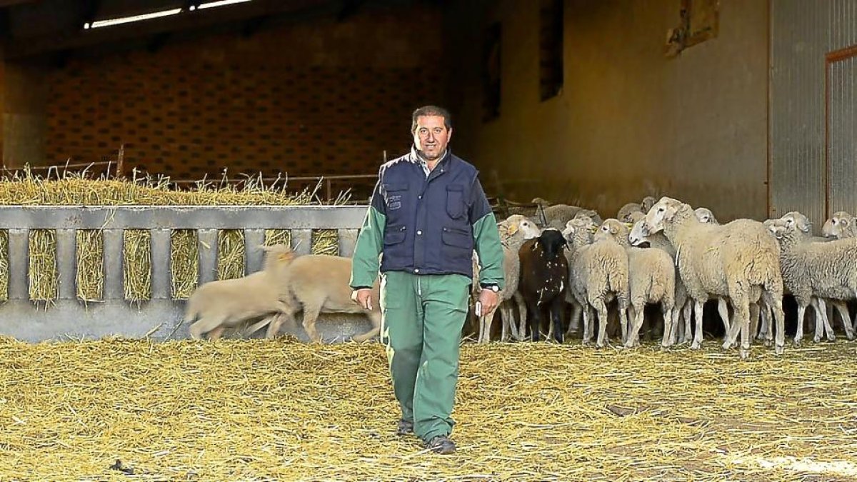 Juan Manuel Salvador con sus ovejas en Peñausende.-E.M.