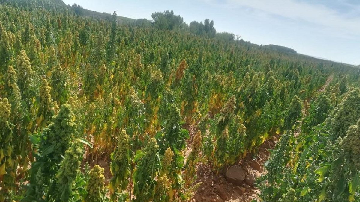 Explotación de quinoa de Raquel Rodríguez, en la provincia leonesa.-E.M.