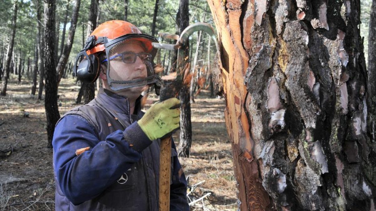 Pavel Ropanski, resinero de Tardelcuende, comenzando los trabajos de la temporada en el monte.-VALENTÍN GUISANDE