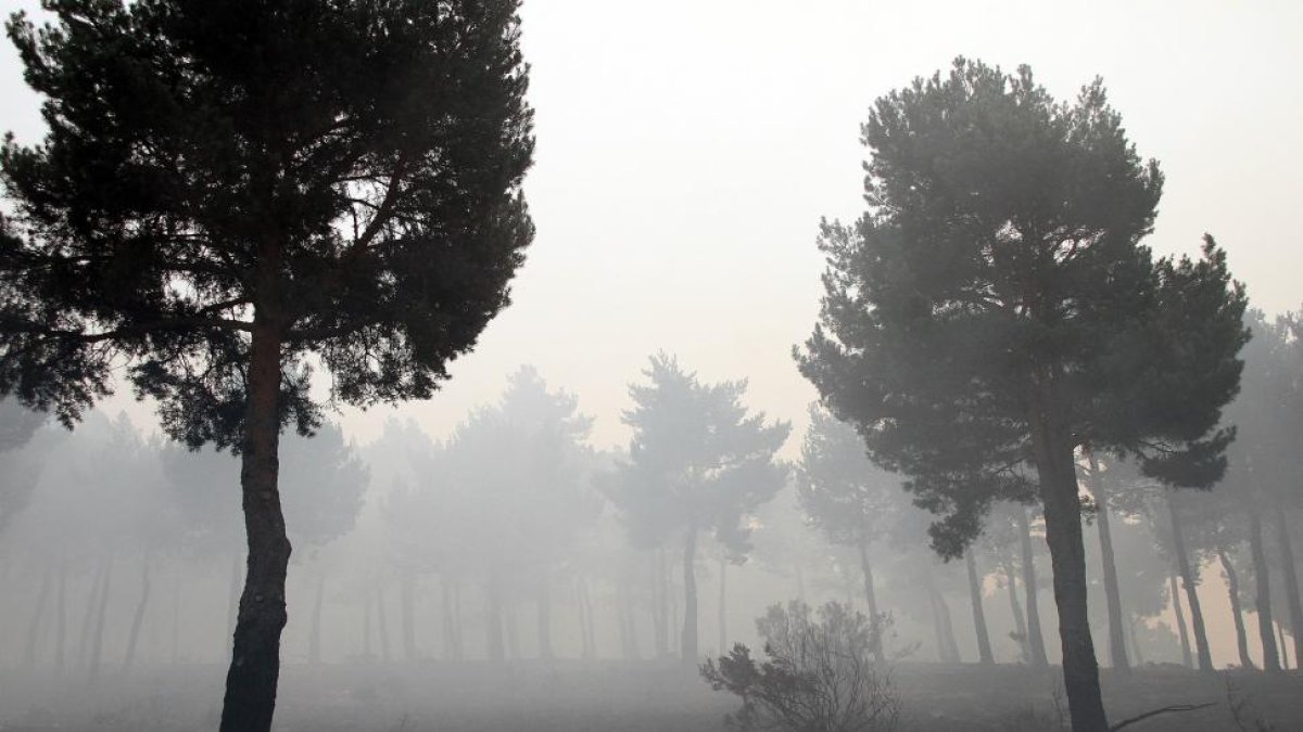 El humo se extiende entre los árboles de La Cabrera.-ICAL