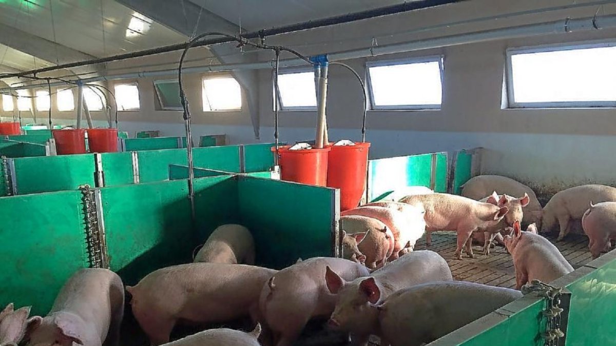 Varios animales en el interior de una explotación de porcino en la Comunidad.-ICAL