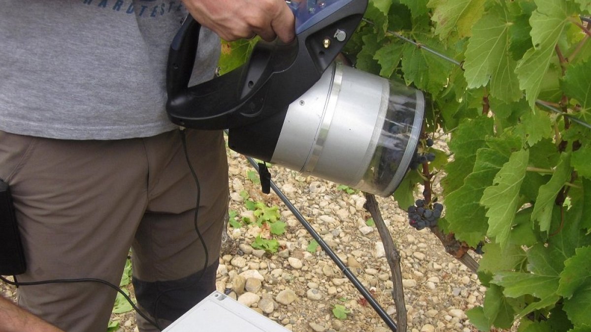 Finca Vitis Navarra será un escaparate para que los clientes vean in situ cómo se desarrolla la planta. / hds