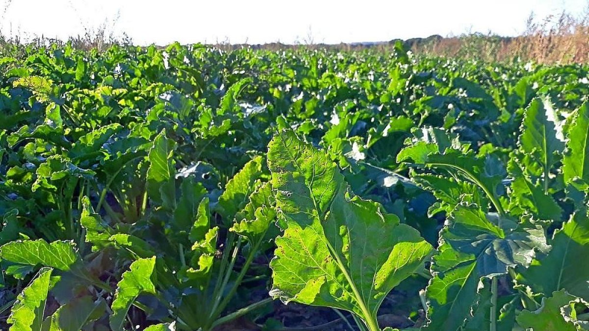 Campo de remolacha afectada por cercospora en una parcela de la comunidad.-ACOR