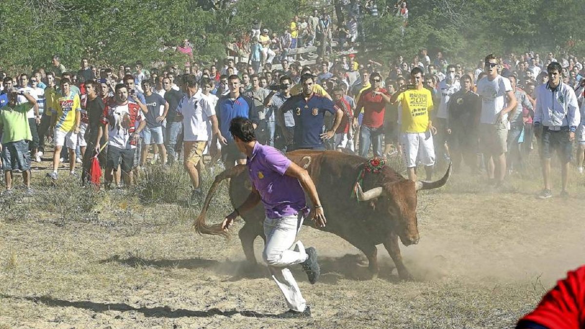 Un mozo hace un quiebro delante del astado ‘Vulcano’ durante la edición 2013 del Toro de la Vega de Tordesillas.-ICAL