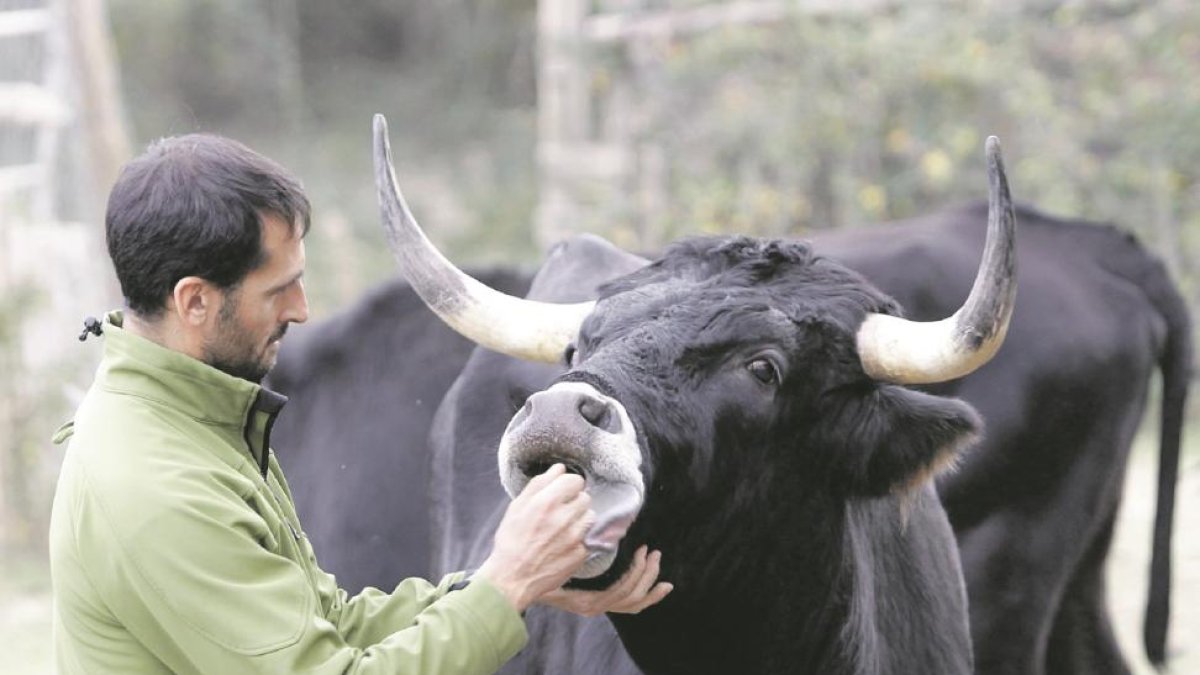 Enrique Rubio con  sus bueyes de Raza Serrana Negra.-LUIS ÁNGEL TEJEDOR
