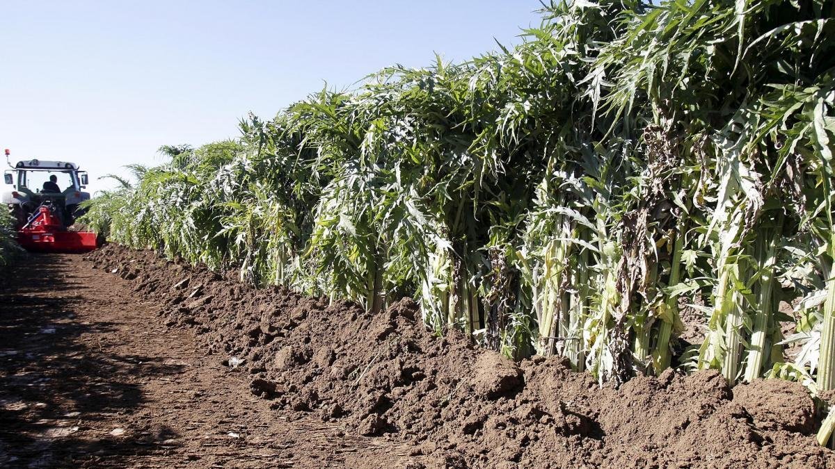 Entre Ágreda y Dévanos hay una veintena de productores de cardo rojo-HDS