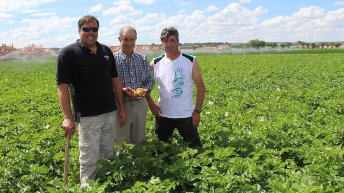 Juan Antonio Ortega, Mariano Blanco y Juan Carlos Prieto, agricultores de San Miguel del Pino (Valladolid), en su parcela situada en una zona patatera tradicional de Castilla y León.-M.C.