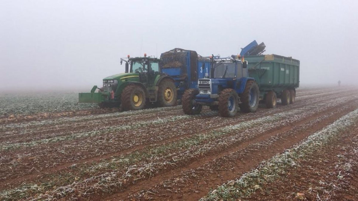 Varios agricultores realizan labores de recolección de remolacha en una explotación ubicada en San Adrián del Valle (León).-UPA-COAG